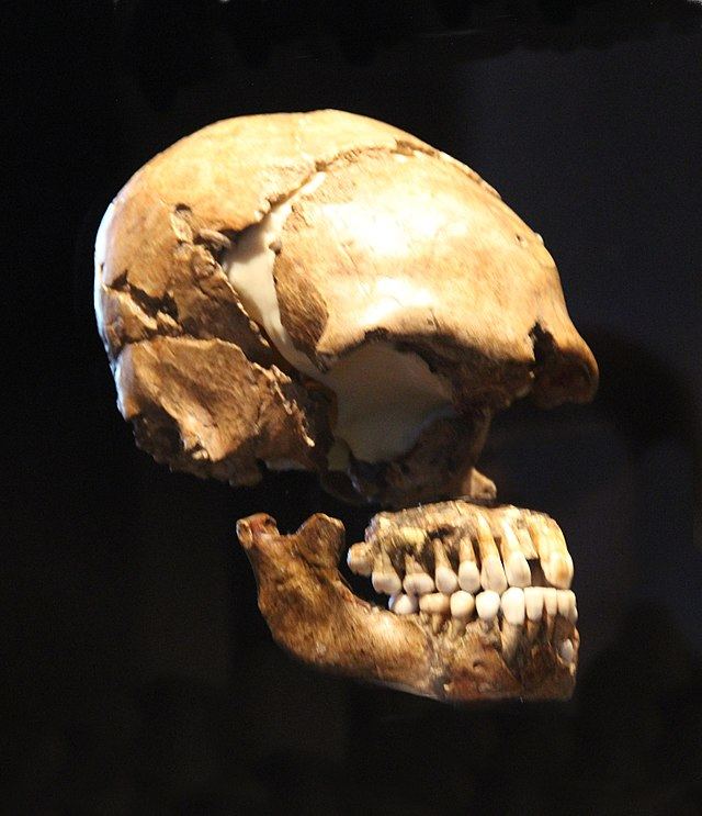Crani d’òme de Neandertal trobat au Mostier
