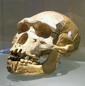 Crani de l’òme de Tautavel